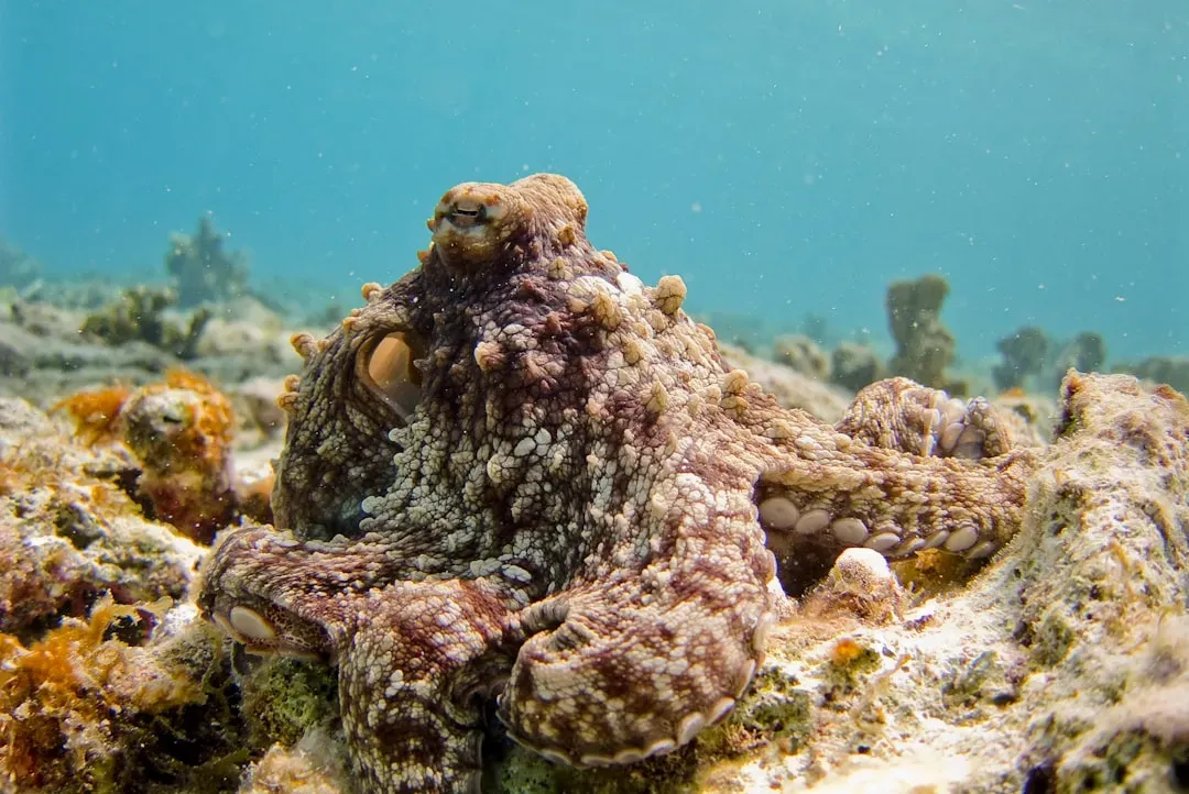 Octopuses: The Alien Minds Living Right Here on Earth (Image Credits: Unsplash)