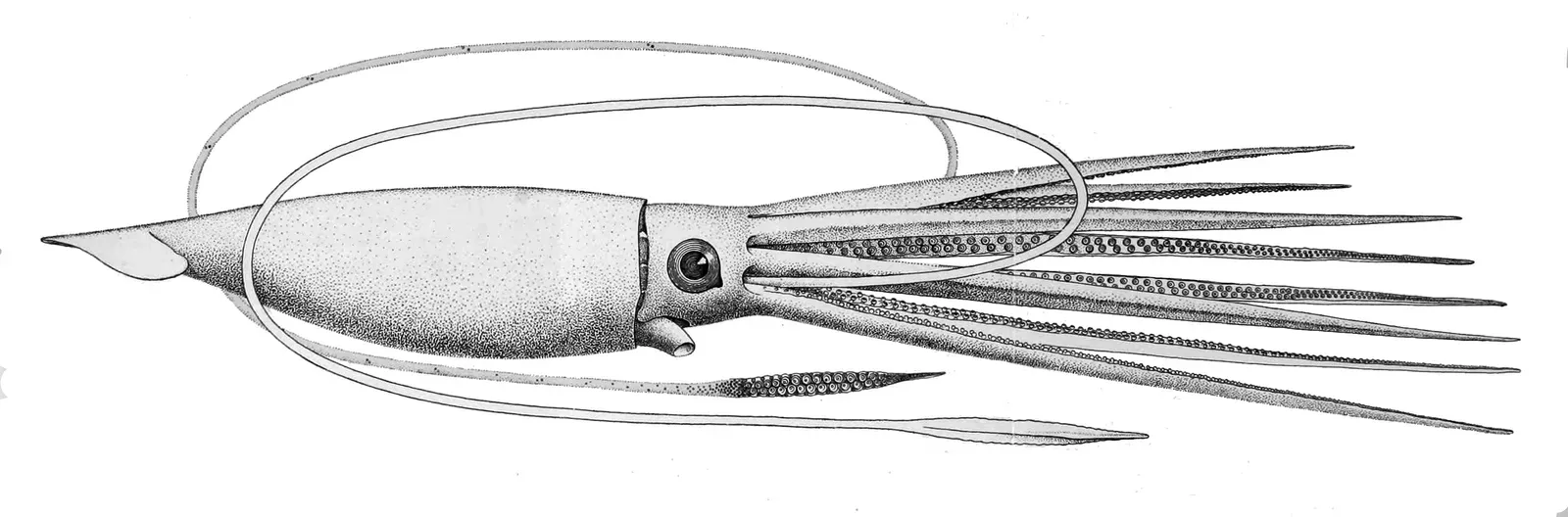 Kraken and Sea Monsters: Giant Squid in the Cold Light of Biology (Image Credits: Wikimedia)