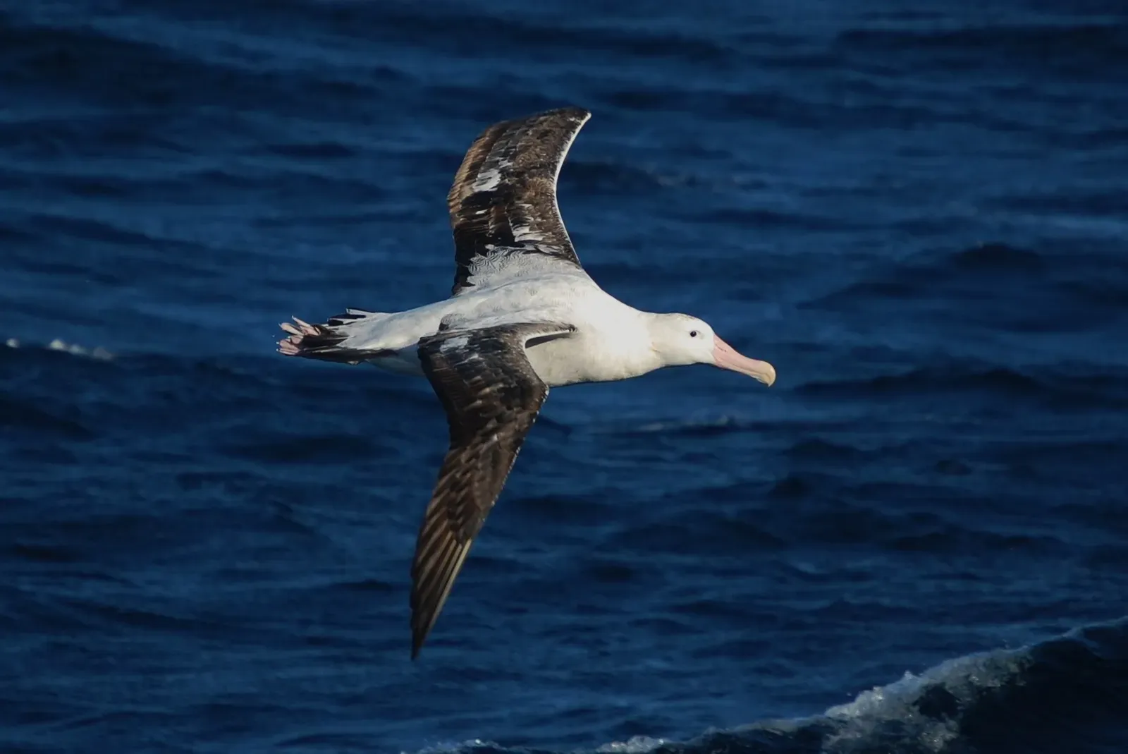 Why infrasound is a perfect tool for ocean wanderers (anim0675Uploaded by Snowmanradio, CC BY 2.0)
