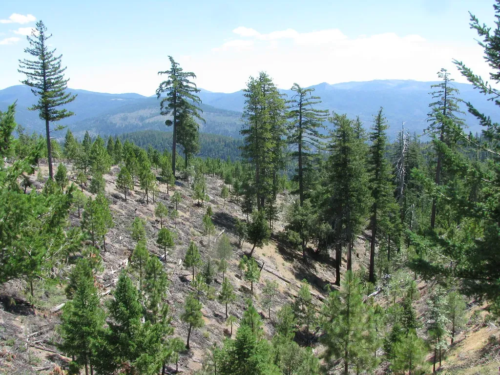 Succession: Nature’s Step-By-Step Recovery Playbook (Region 5 Photography, Flickr, CC BY 2.0)