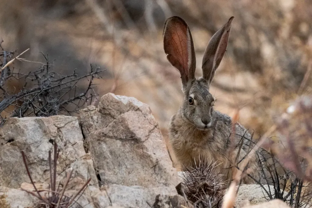 8. Jackrabbits: Giant Ears as Desert Radiators (Image Credits: Rawpixel)