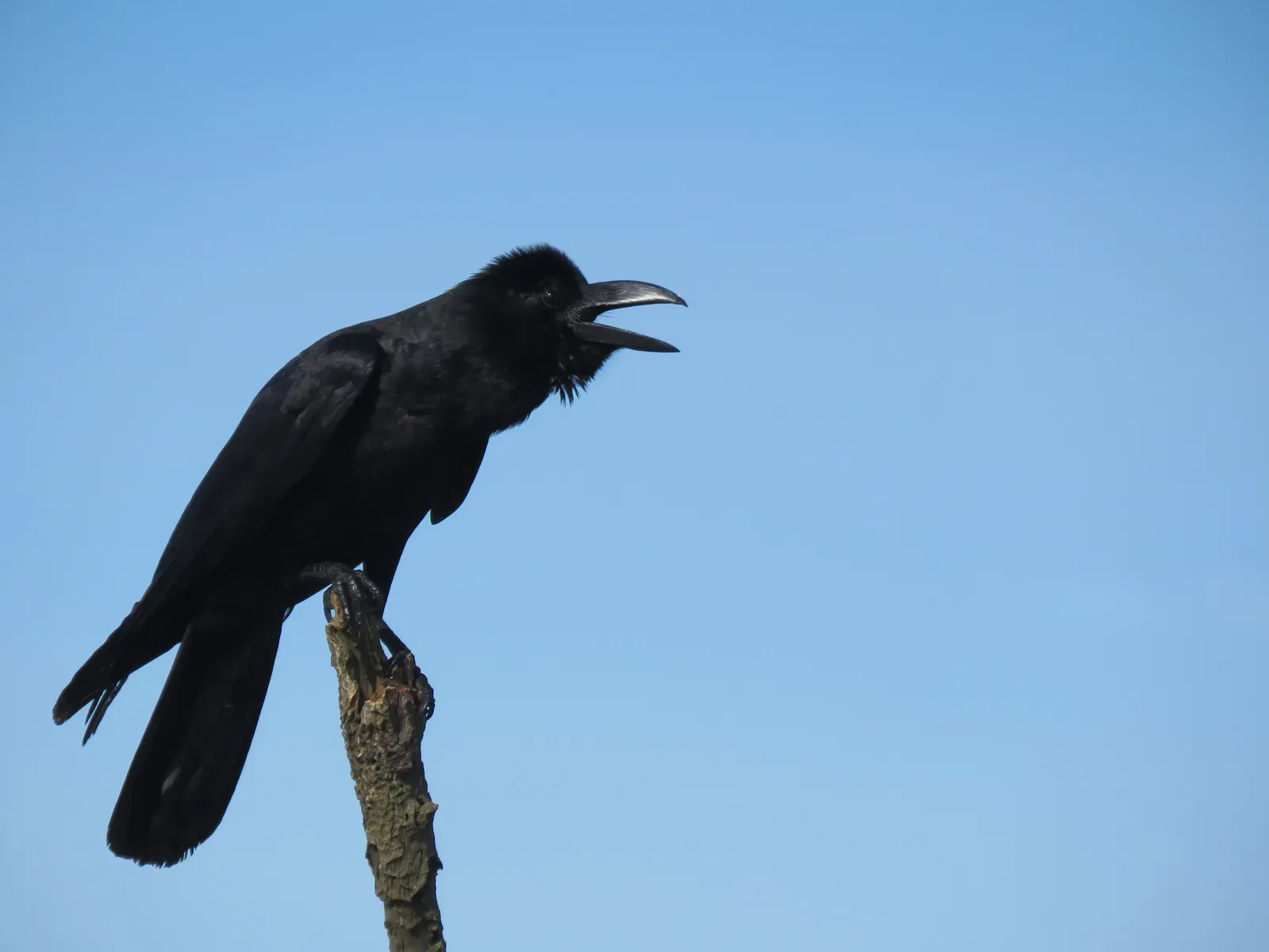 9. Crows Use Voice and Body Language in Complex Ways (By Selvaganesh17, CC BY-SA 4.0)