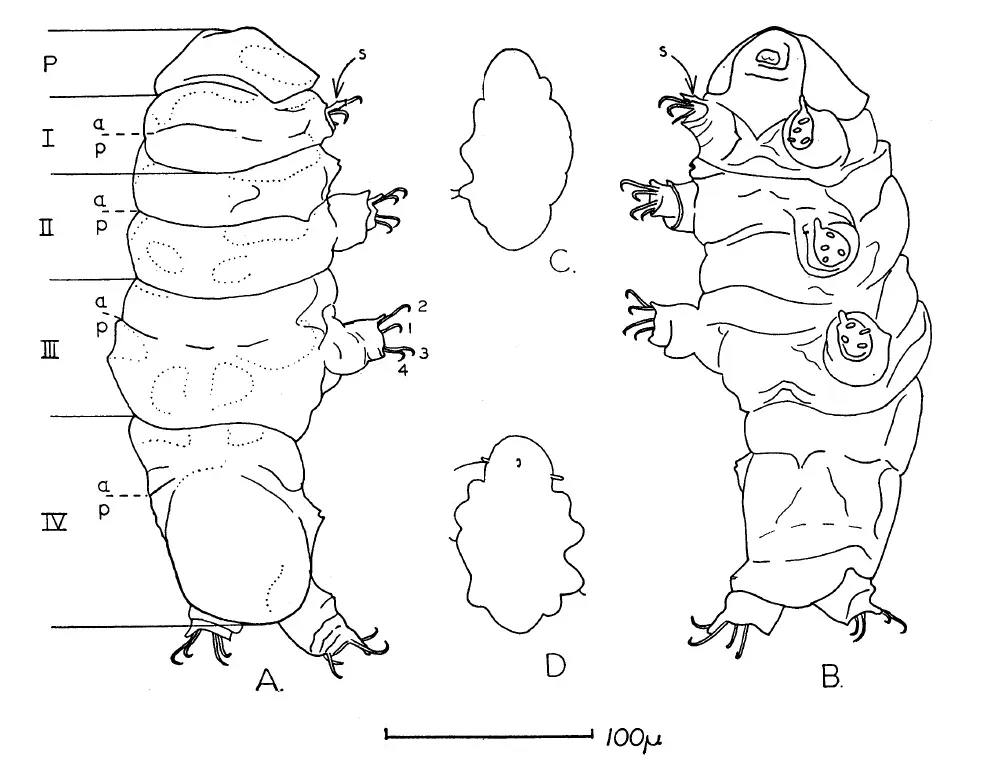 #7 - The 'Mold Pigs' That Look Like Tardigrades But Belong to No Known Group ((1964). "The First Fossil Tardigrade: Beorn Leggi Cooper, From Cretaceous Amber". Psyche: A Journal of Entomology 71 (2): 41–48. DOI:10.1155/1964/48418., CC0)