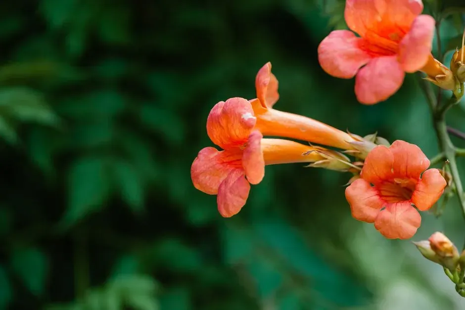 6. Trumpet Vine (Campsis radicans) (Image Credits: Pexels)