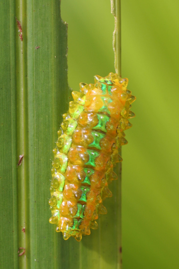 Jewel Caterpillar: Nature's Living Gem (Image Credits: Flickr)