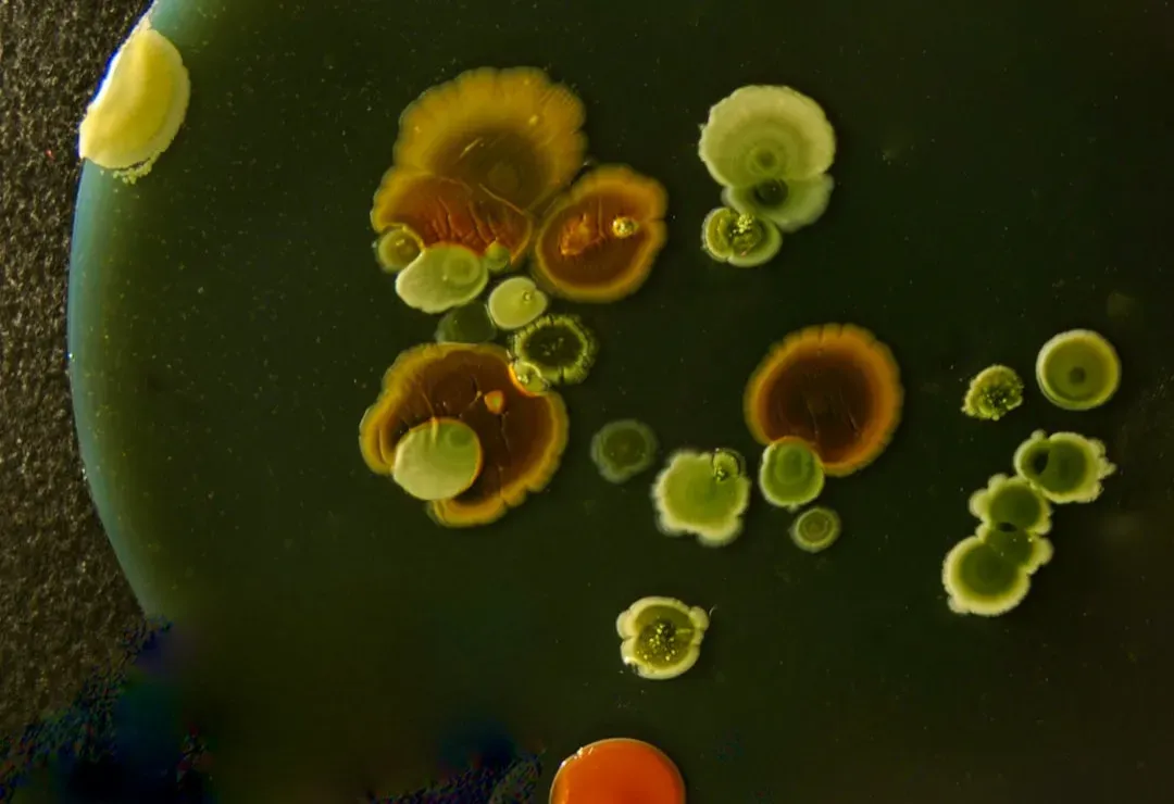 Radiation, Desiccation, and the Limits of Survival (Image Credits: Unsplash)