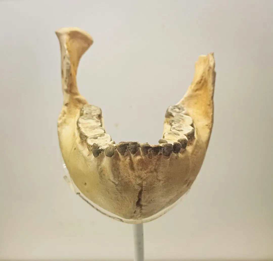 #3 - The "New Species" Named From Half A Jaw (Image Credits: Unsplash)