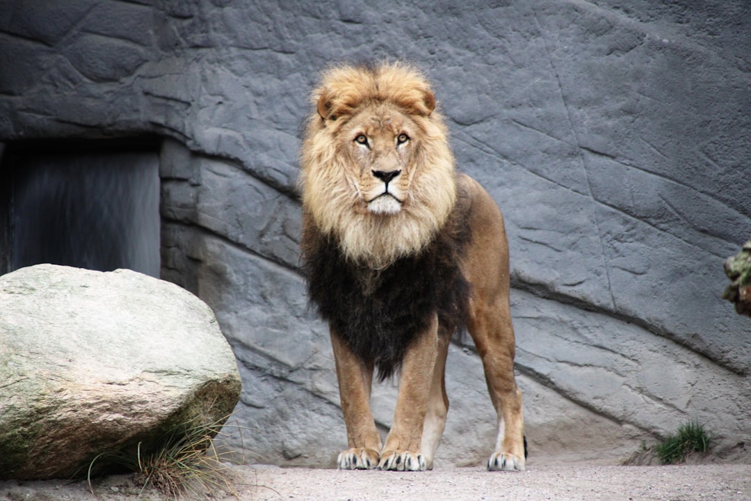 Leo and the Majestic Lion (Image Credits: Unsplash)