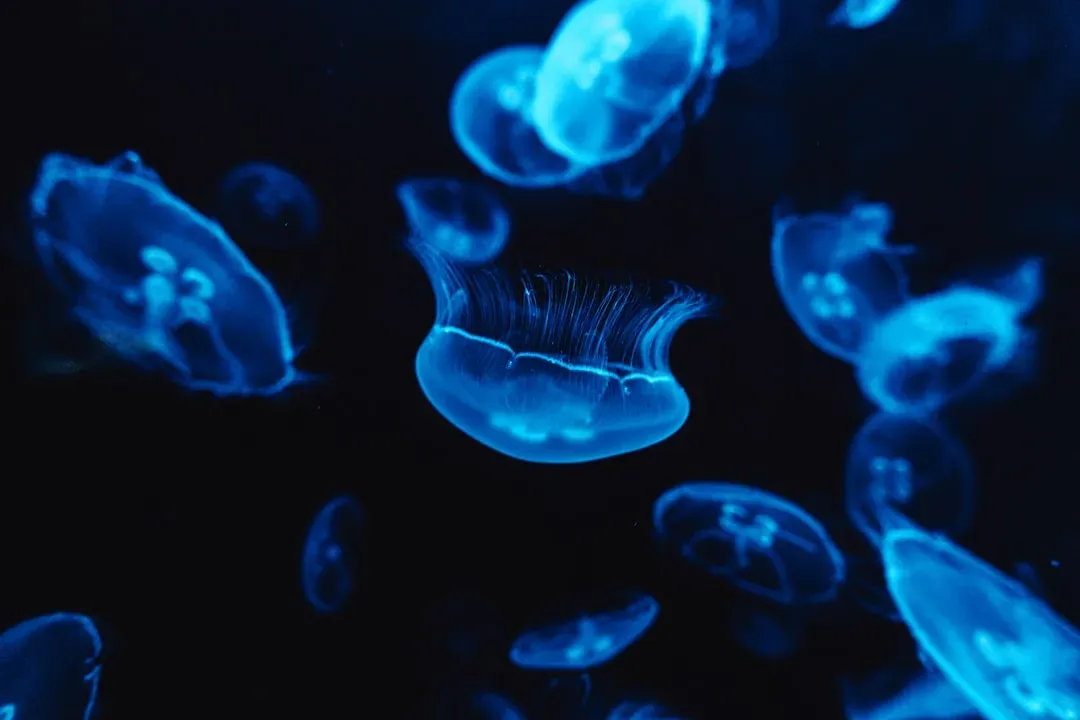 Glowing in the Deep: Survival in the Dark Ocean (Image Credits: Unsplash)