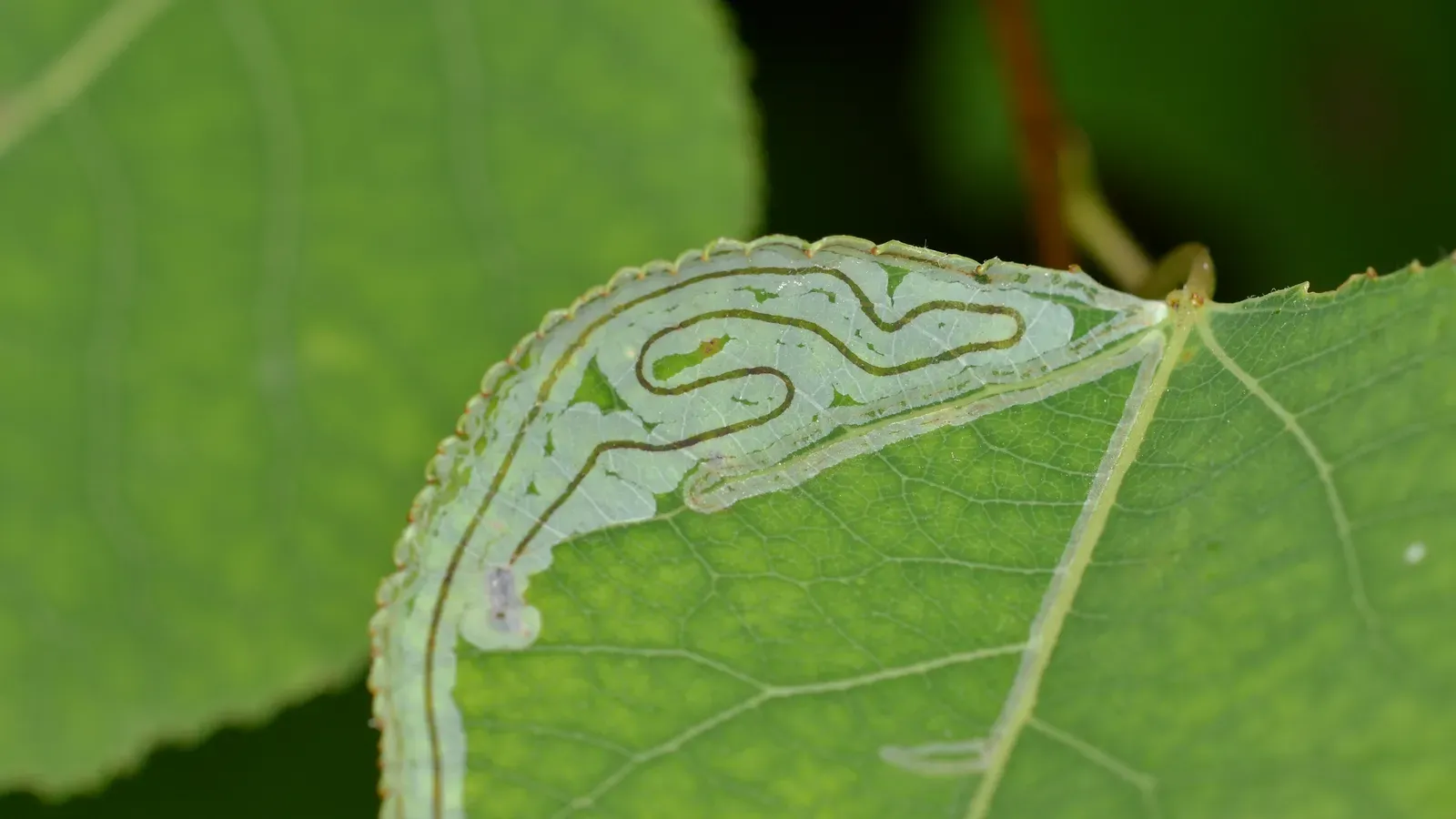 Poisonous Grounds and Toxic Air: Plants as Chemical Alchemists (Image Credits: Wikimedia)