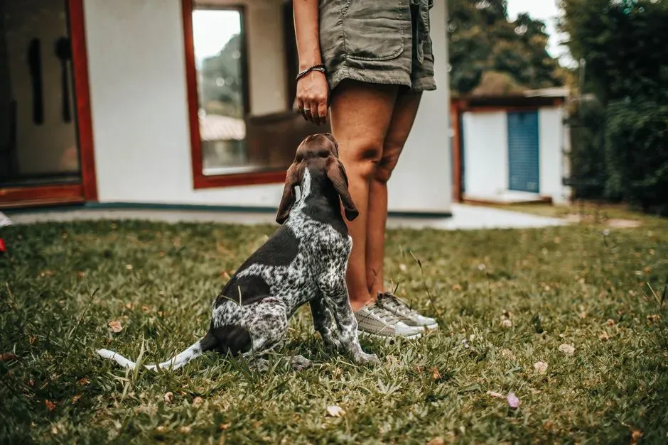 Attachment Styles: Why Some Dogs Lean Constantly and Others Rarely Do (Image Credits: Pexels)