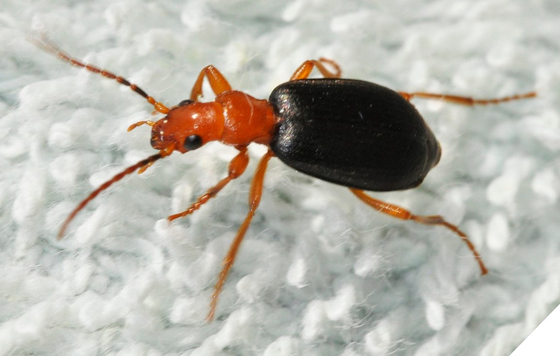 Bombardier Beetles: Chemical Warfare Engineers (Image Credits: Wikimedia)
