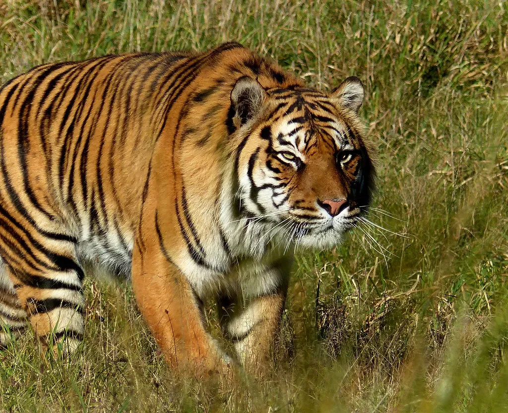 #8 Tiger – Sagittarius Wanderlust in a Patchwork Forest (Image Credits: Flickr)