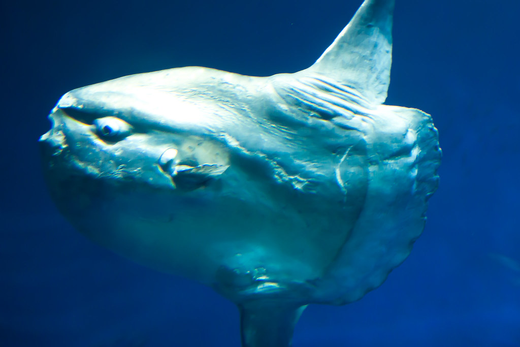 Implications for Astrobiology and Extraterrestrial Life (Image Credits: Flickr)