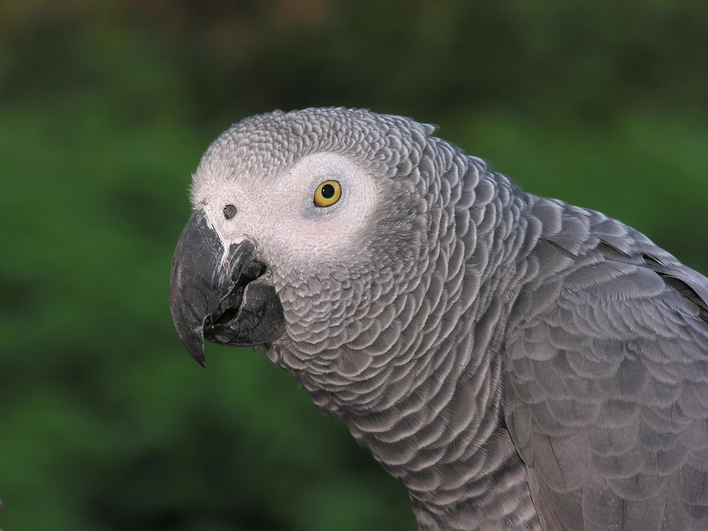 Beyond Words: African Grey Parrots (Image Credits: Wikimedia)