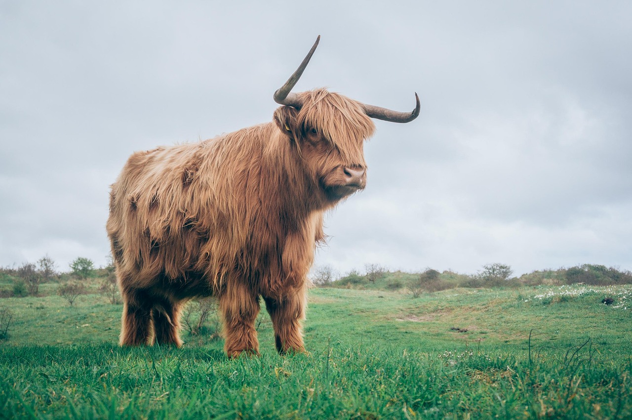 The Bull's Strength - Taurus Spirit Animals (Image Credits: Pixabay)