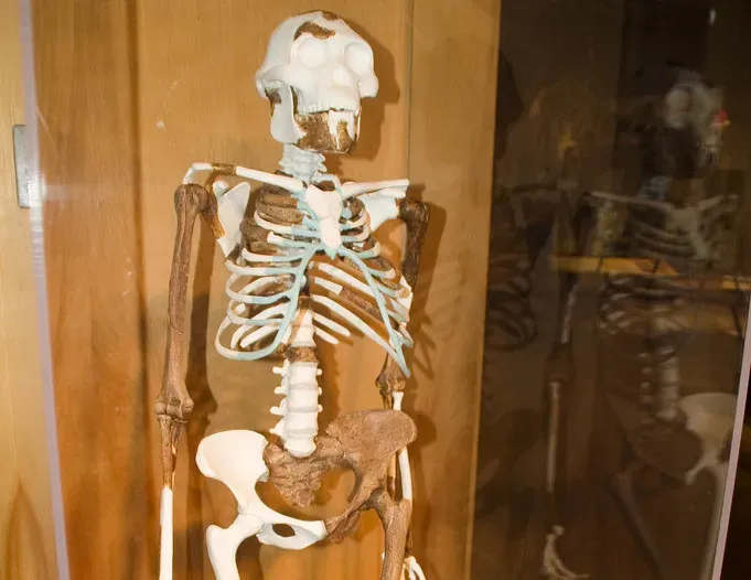 3. Lucy and the New Story of Our Earliest Ancestors (Image Credits: Flickr)