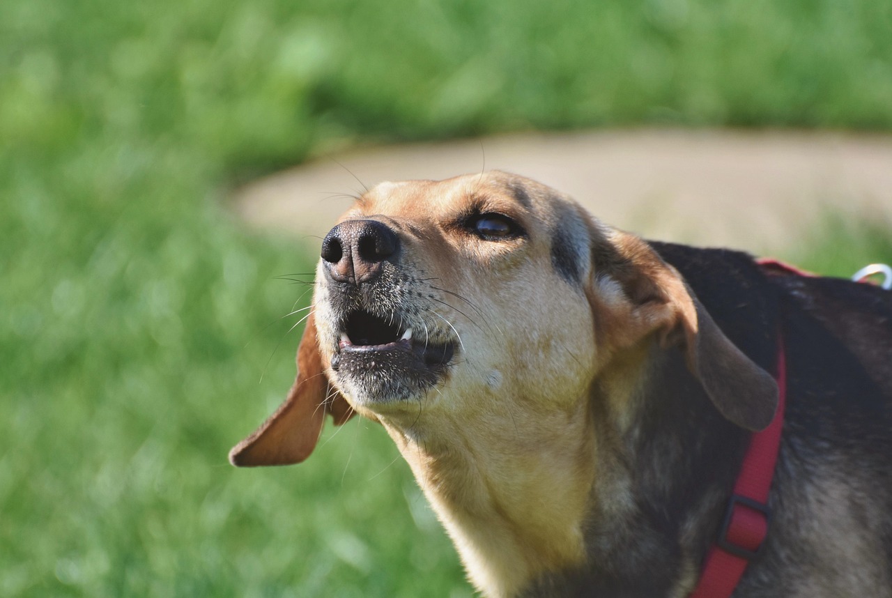 Vocalization as Emotional Compensation (Image Credits: Pixabay)