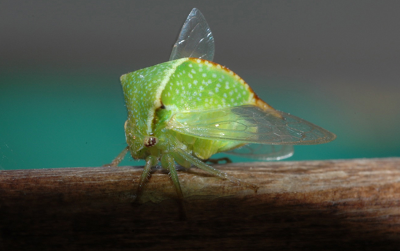 They Communicate Through Secret Plant Vibrations (Image Credits: Wikimedia)