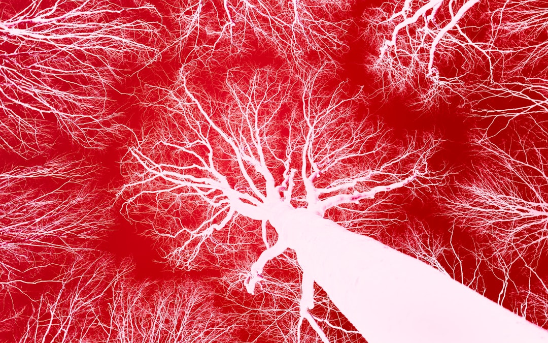Your Blood Vessels Could Lap the Planet (Image Credits: Unsplash)