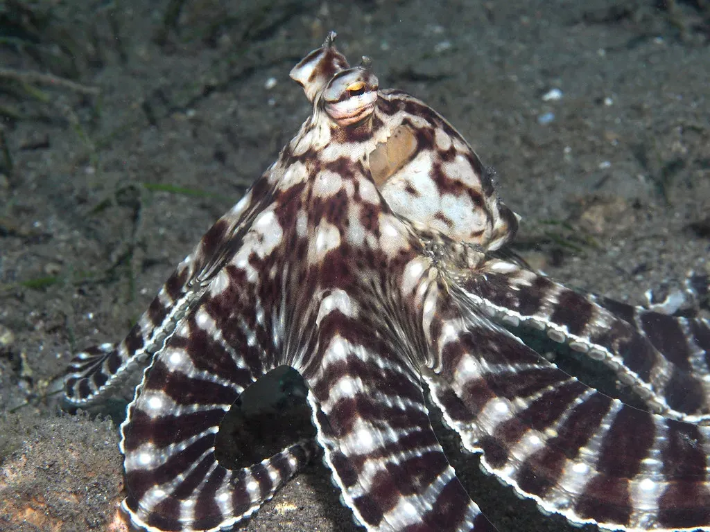 The Mimic Octopus: The Shapeshifter of the Sea (Image Credits: Flickr)