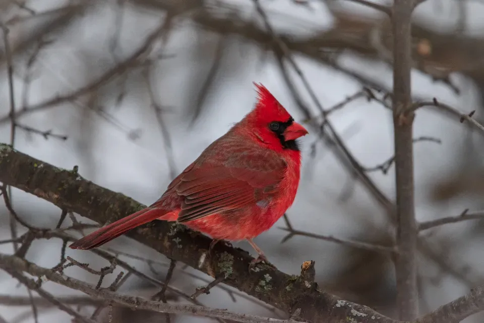 Color Symbolism: Why the Bright Red Cardinal Hits So Hard (Image Credits: Stocksnap)