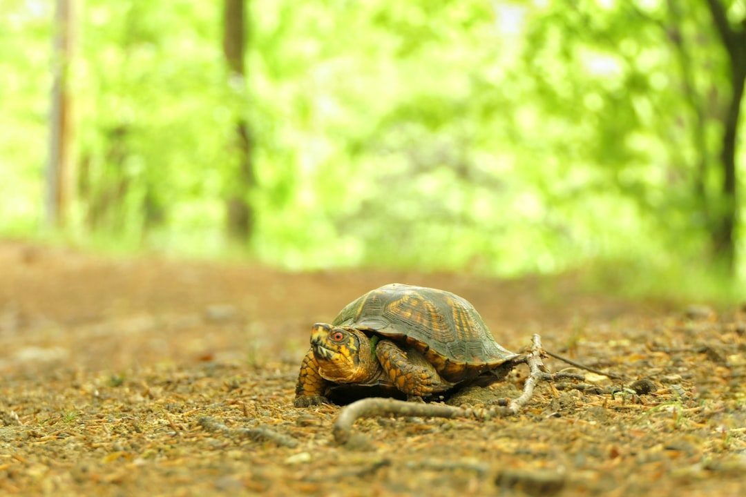 The Turtle: Ancient Keeper of Earth Wisdom (Image Credits: Unsplash)