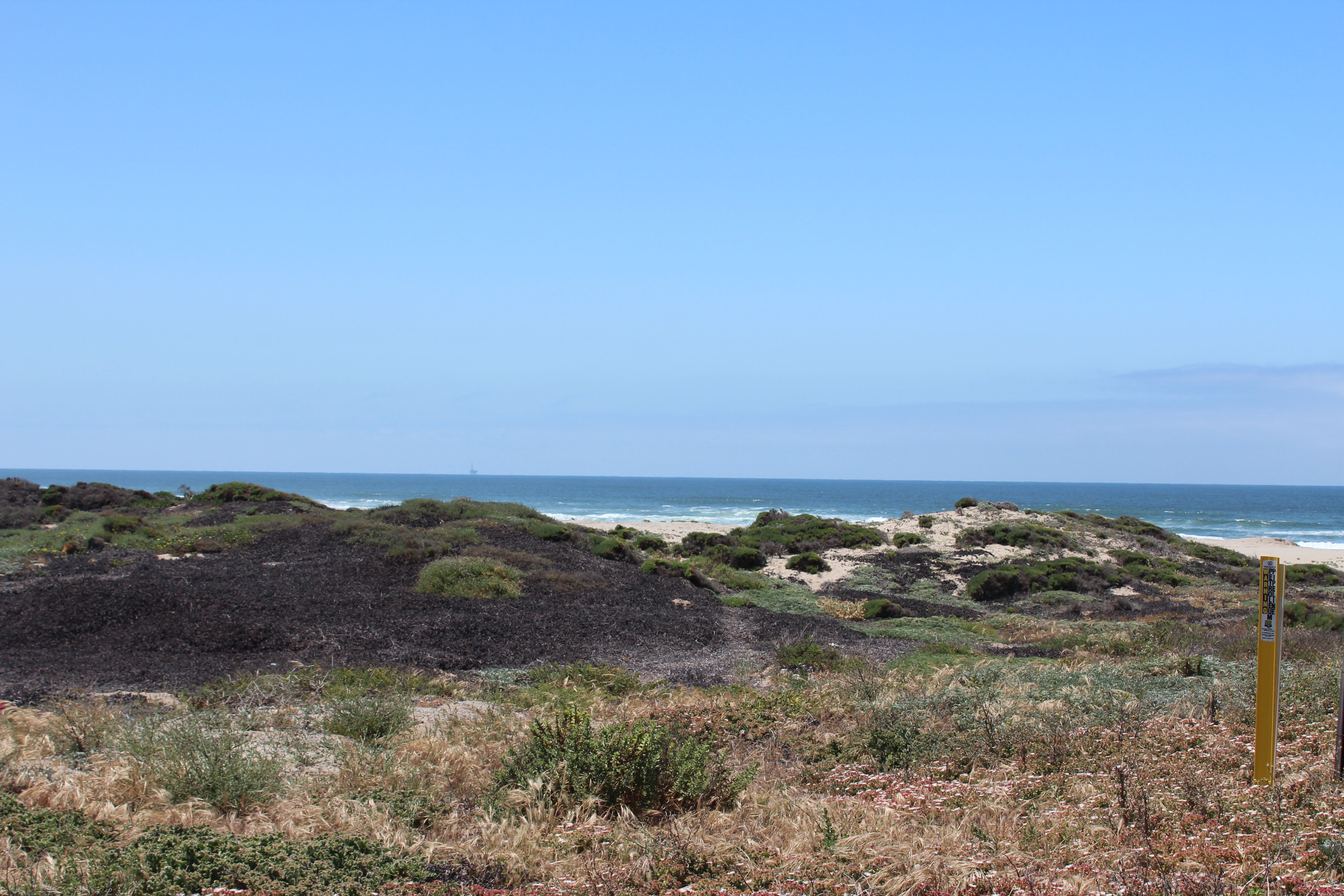 Leadbetter Point State Park, Washington - Storm Lessons and Soft Solutions (Image Credits: Wikimedia)
