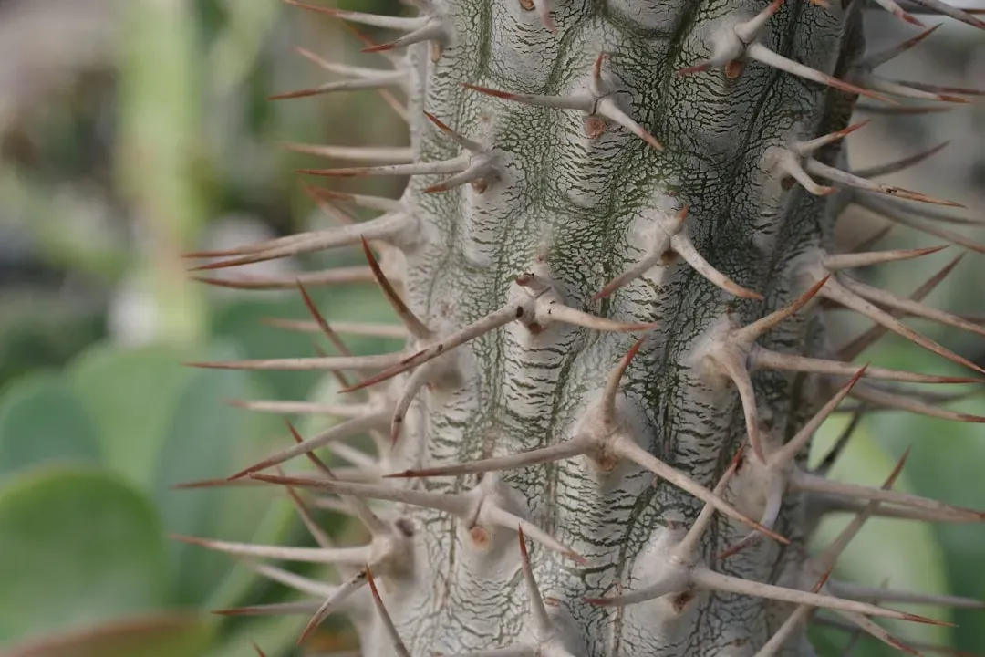 Defense Strategies: Thorns, Toxins, and Trickery (Image Credits: Unsplash)