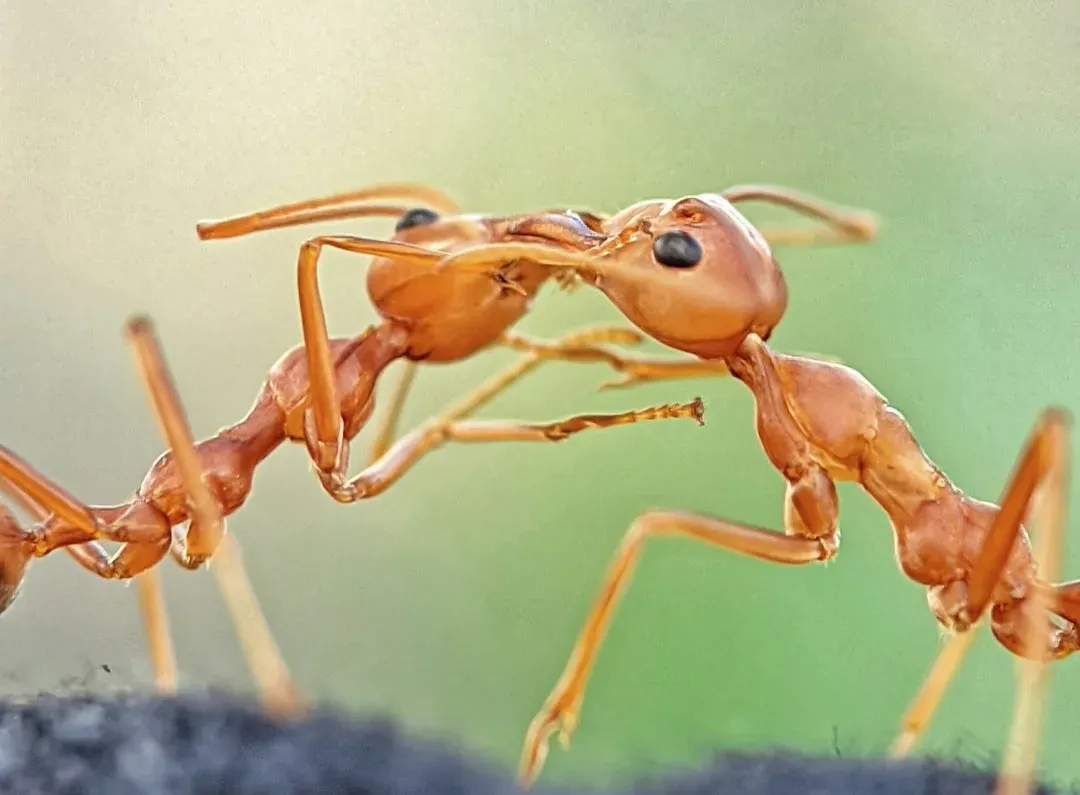 Ant Chemical Highways and Alarm Systems (Image Credits: Unsplash)