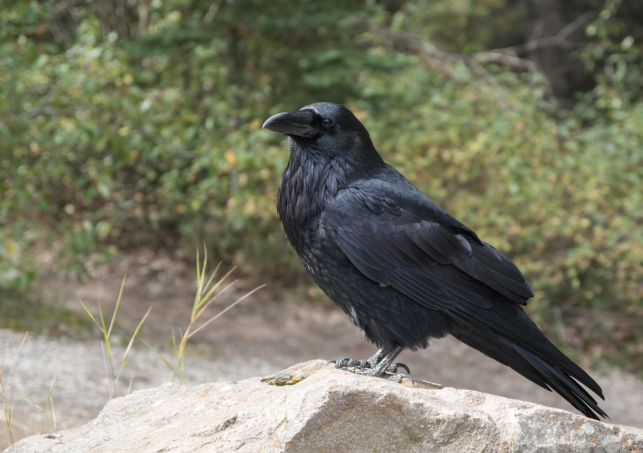 Ravens and Crows: The Grudge-Holders (Image Credits: Pixabay)
