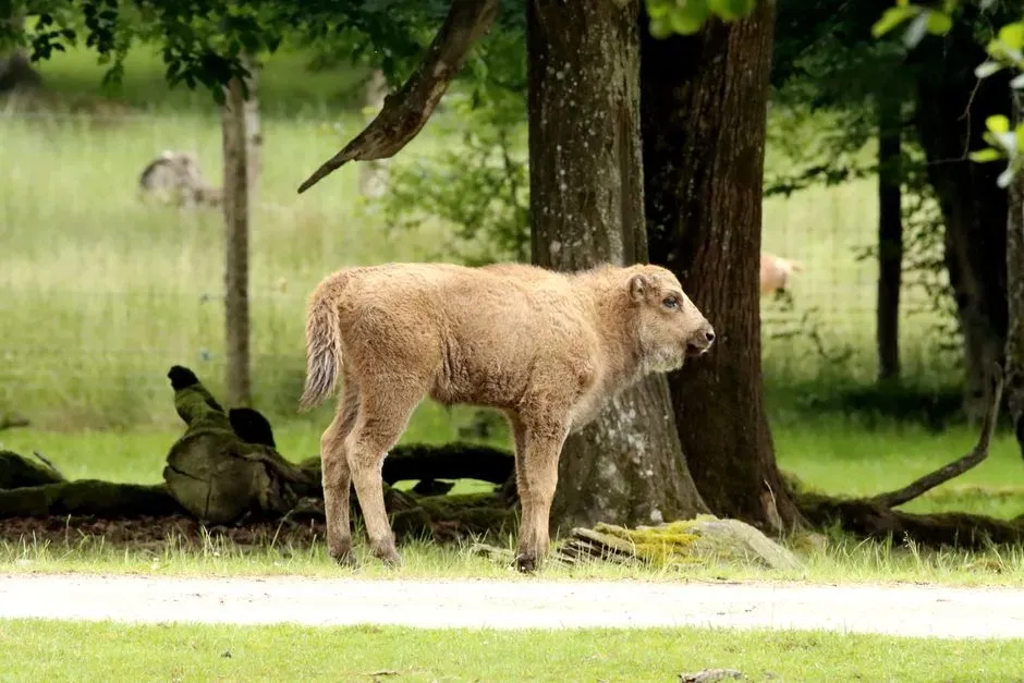 Multiple Calves, Many Meanings: Are the Prophecies Coming True? (Image Credits: Pexels)