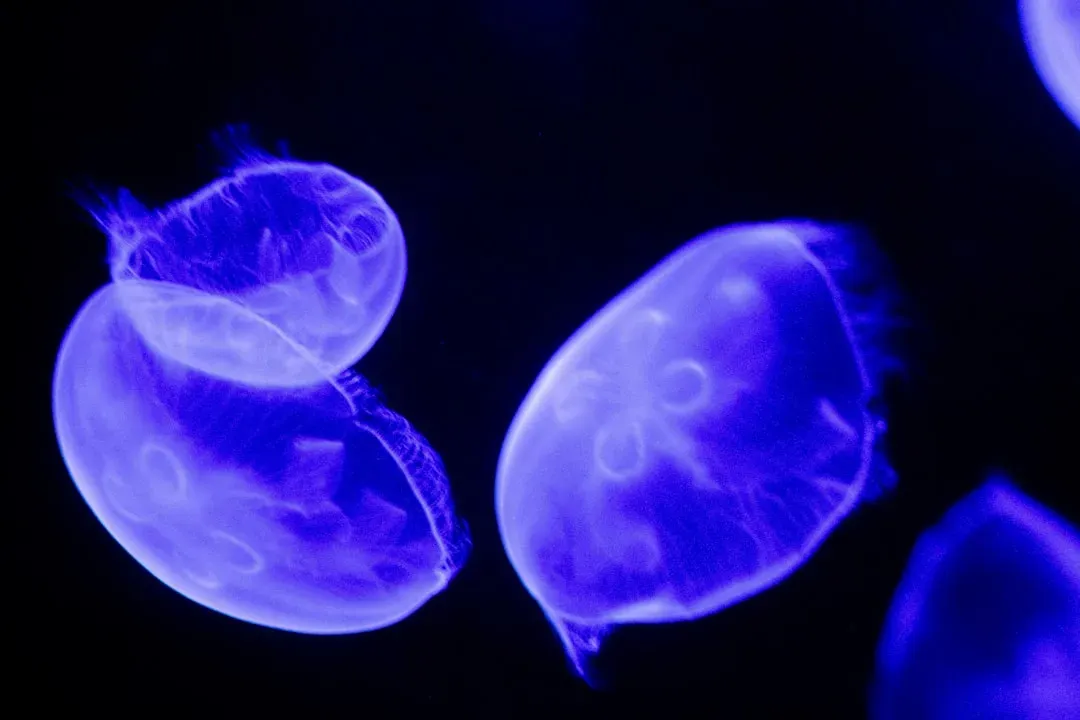 Why So Many Creatures Evolved to Glow (Image Credits: Unsplash)