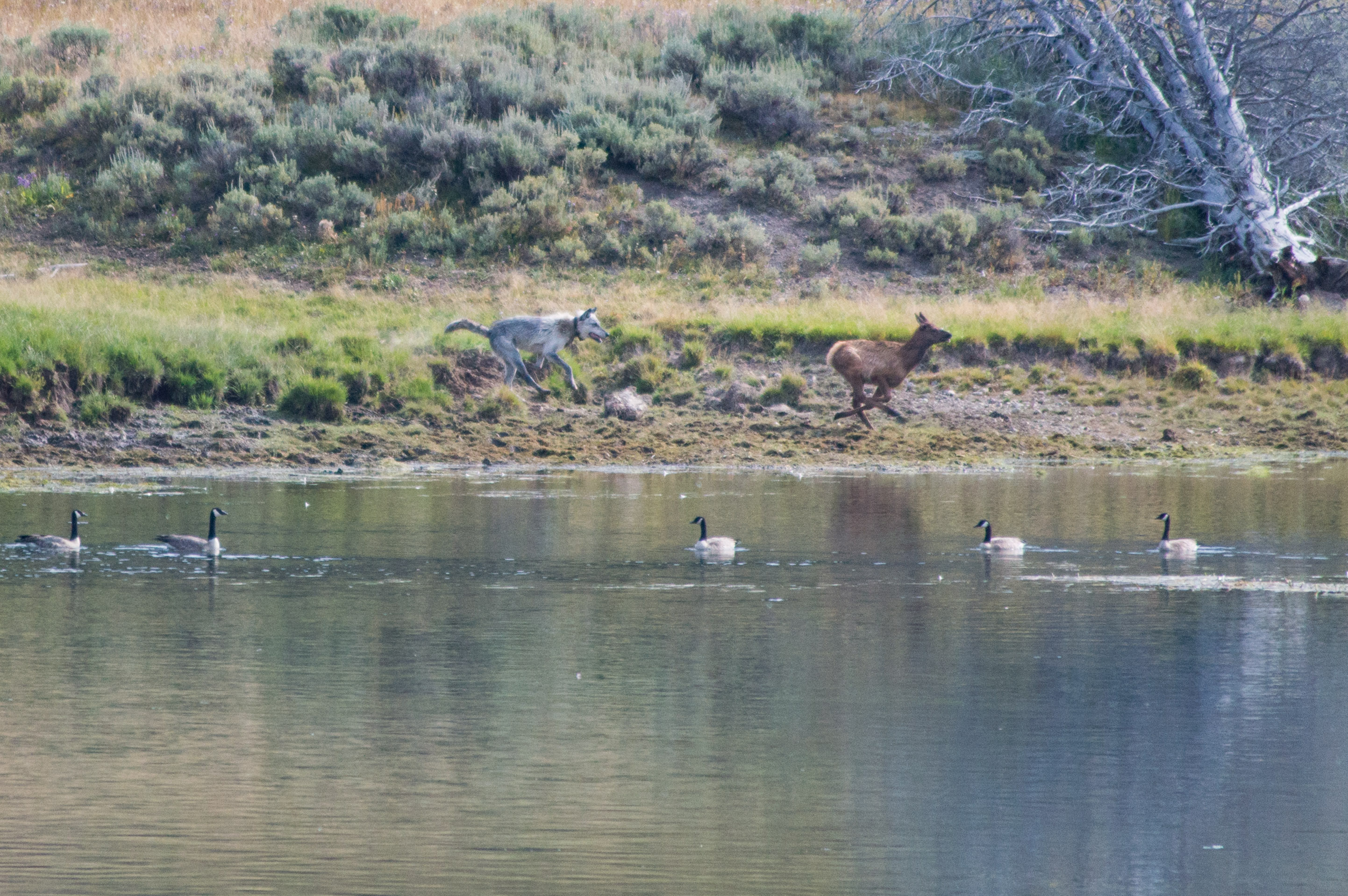 Trophic Cascades Create Unexpected Ripple Effects (Image Credits: Wikimedia)