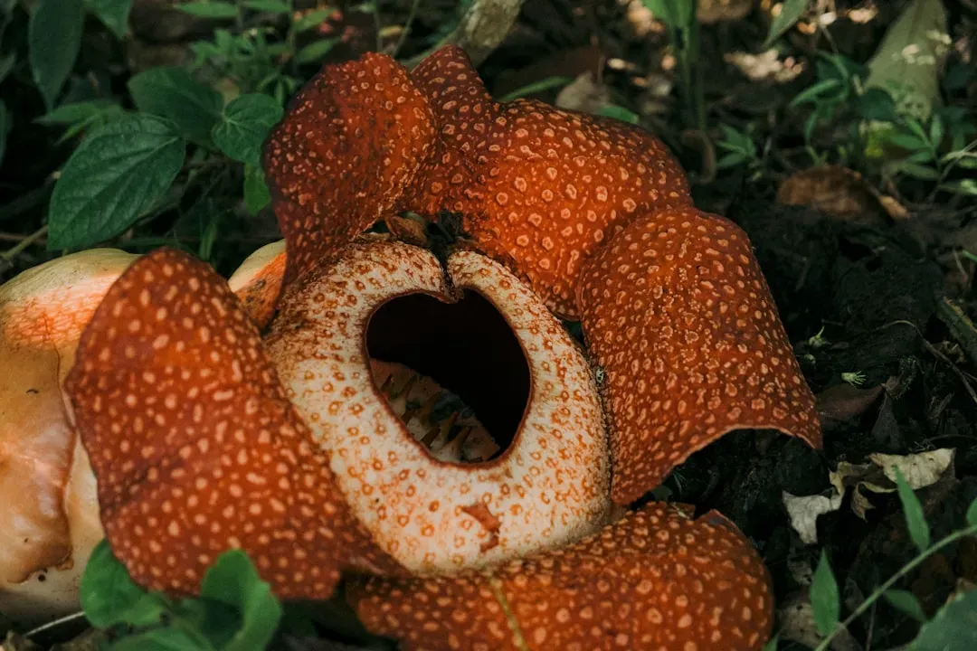 5. Rafflesia (Rafflesia arnoldii): The Parasitic Giant With No Leaves, No Roots, No Shame (Image Credits: Unsplash)