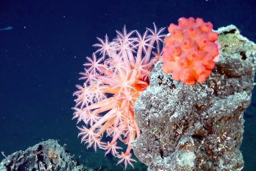 6. Coral Reefs Clinging to the Edge of the Light Zone (NOAA Photo Library, Flickr, CC BY 2.0)