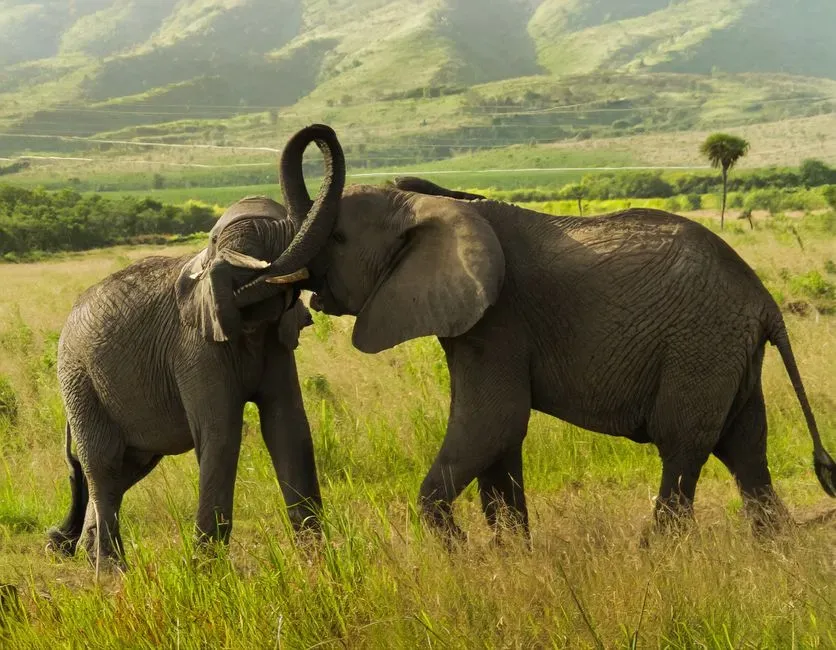 The Science Behind Testing Elephant Voice Recognition (Image Credits: Pexels)