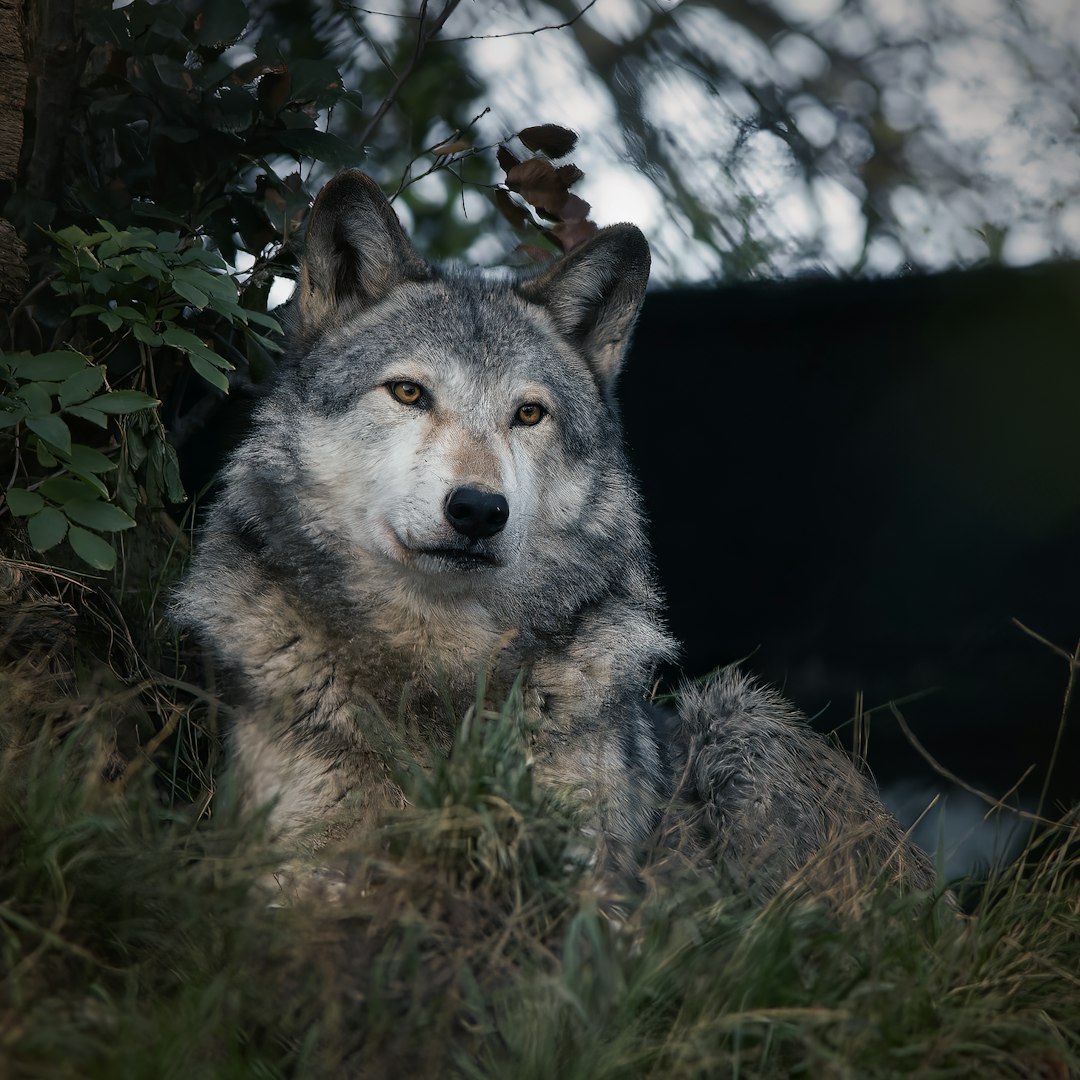 Michigan: Protecting Federal Wolves Through Sound (Image Credits: Unsplash)