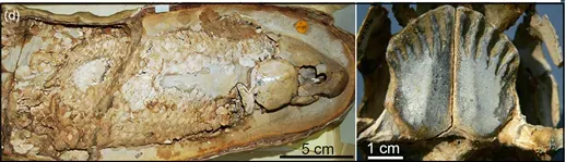 #5 - The Gogo Formation (Australia): Fish Fossils That Rewrote the Story of Live Birth (The Gogo Formation Lagerstätte: a view of Australia's first great barrier reef https://pubs.geoscienceworld.org/jgs/article/179/1/jgs2021-105/608194/The-Gogo-Formation-Lagerstatte-a-view-of-Australia, CC BY 4.0)