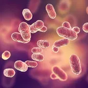 10. Bacteroides Species: The Double-Edged Sword Deep in Your Gut (Template:This is not the author's own work, it is a copyrighted image by Kateryna Kon AKA Dr. Microbe, CC BY-SA 4.0)