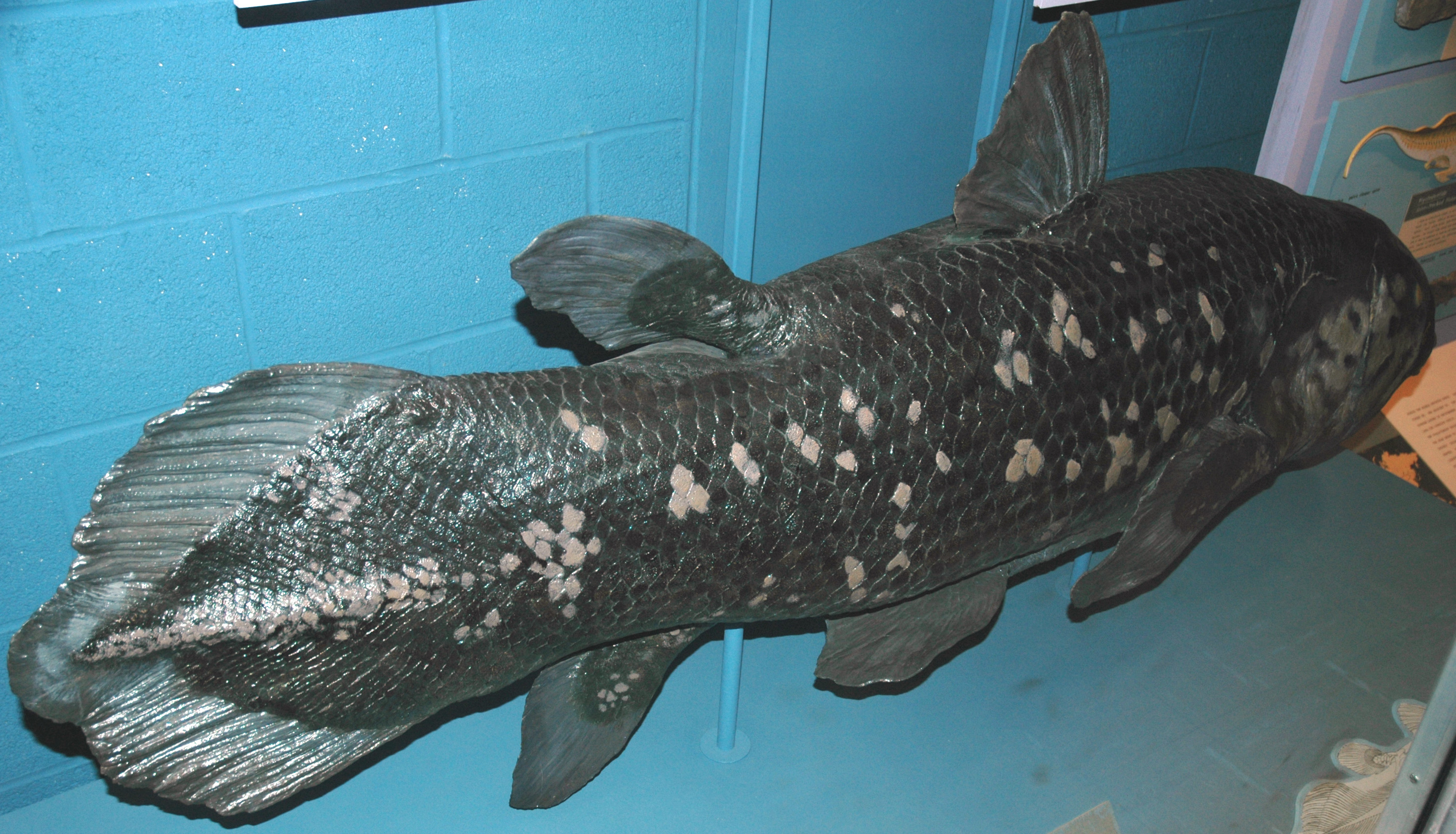 Coelacanth (Latimeria chalumnae) (Image Credits: Wikimedia)