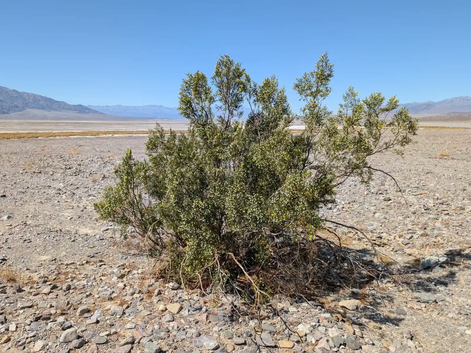 10. The Creosote Bush and Box Huckleberry: Ancient Clonal Plants You've Never Heard Of (By Krzysztof Ziarnek, Kenraiz, CC BY-SA 4.0)
