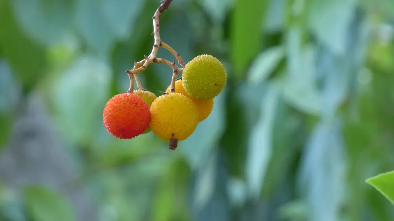 9. Pacific Madrone (Arbutus menziesii) – The Peeling Beauty of the West Coast (Image Credits: Pixabay)