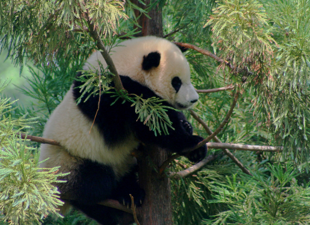 The Peaceful Panda: Finding Joy in Simple Moments (Image Credits: Flickr)