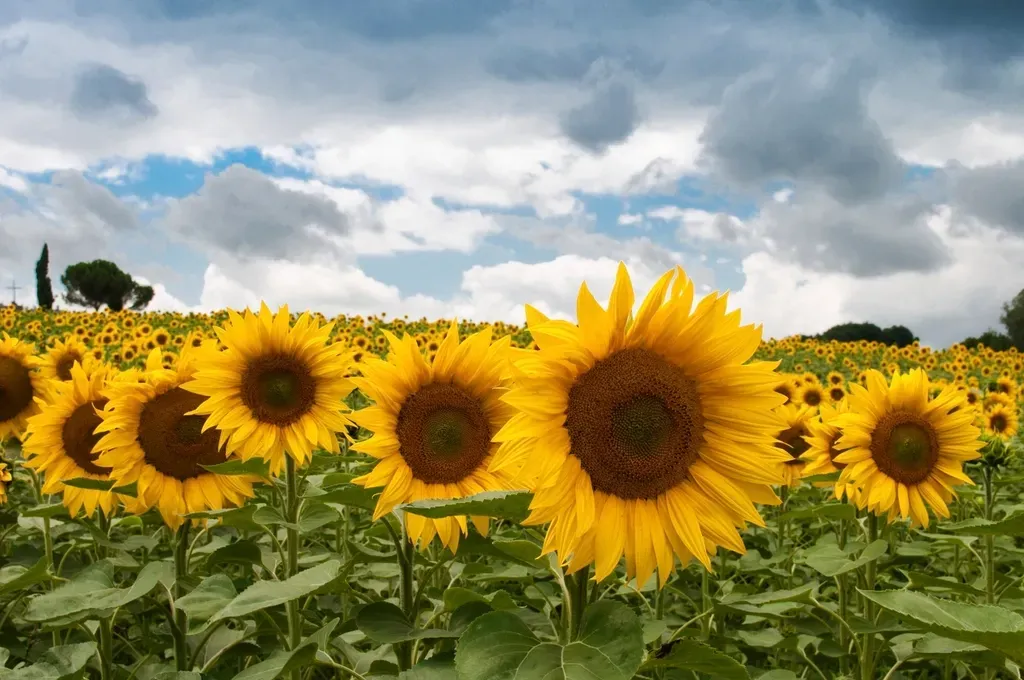 2. Fibonacci-Like Seed Arrangements in Plants and Other Growth Patterns (Image Credits: Rawpixel)