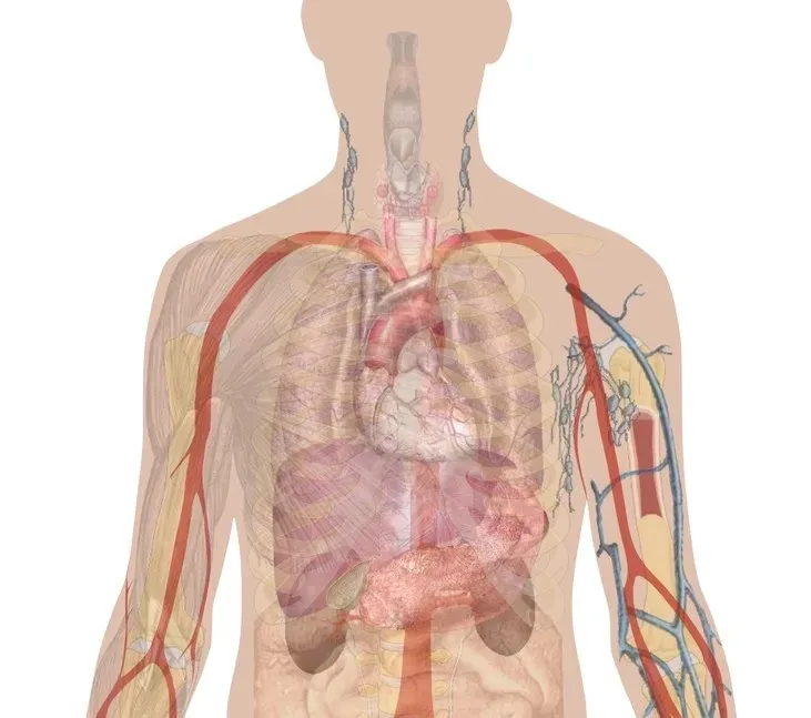 Your Body Has Already Been “Replaced” Many Times Over (Image Credits: Rawpixel)