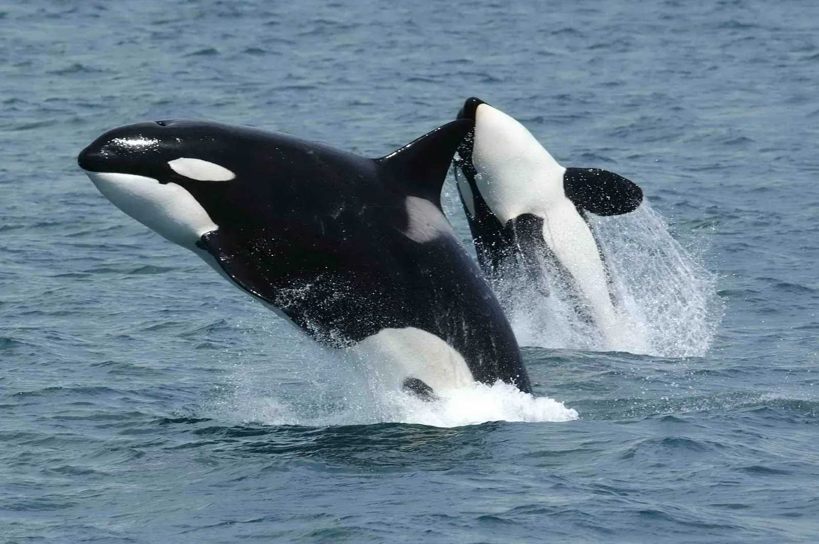 1. You’re Not Looking at a Whale at All (NOAA (http://www.afsc.noaa.gov/Quarterly/amj2005/divrptsNMML3.htm]), Public domain)