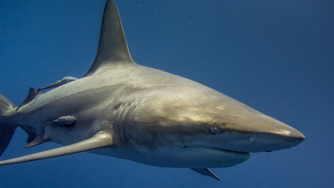 Sharks: Masters of Electroreception (Image Credits: Pixabay)