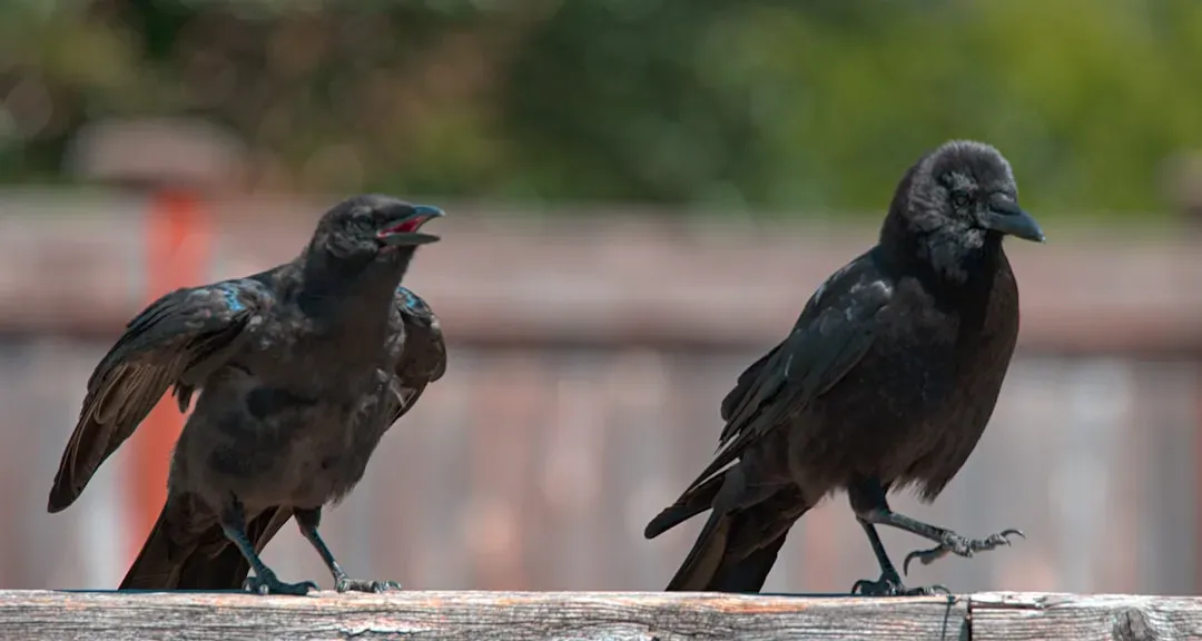 Crows and Ravens: The Feathered Strategists Planning 17 Hours Ahead (Image Credits: Unsplash)