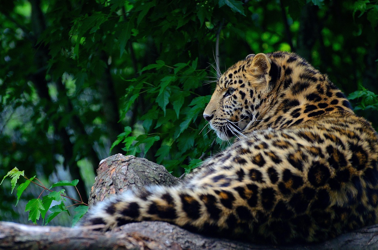 Amur Leopard: The Ghost of Siberia (Image Credits: Pixabay)